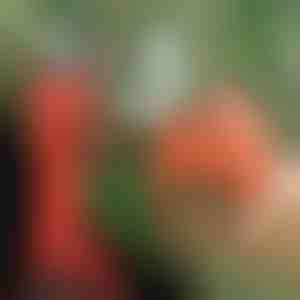 Elektrilised oksakäärid, juhtmevabad aeda ja viljapuuaeda | WHIZZPRUNER