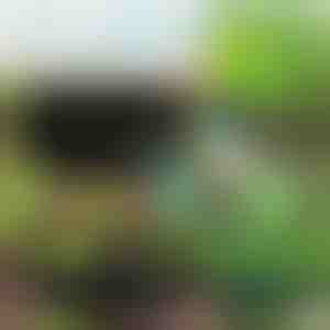 Kangast taimeraam igat tüüpi taimedele PLANTIE