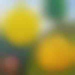 Kleepuv kärbsepüünis (6tk) | BUGIORB