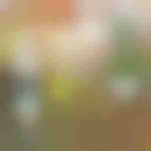 Vedelväetis taimedele | PLANTBOOST