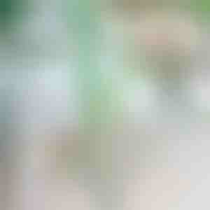 Taimede tugi (20 tk) | ROOTZI