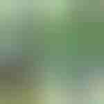Taimeklambrid (14tk) | PLANTPIN