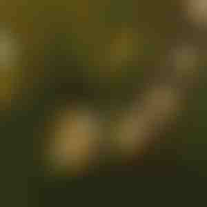 LED-pirnide nöörvalgustus | YARDBULBS