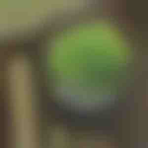 Rippuv lillealus | STANDPOT