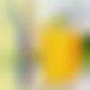 4x korduvkasutatavad terasest kõrred | STEELSIP