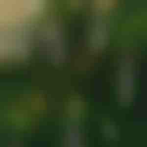 Leegivabad vilkuvad küünlad (6 tk) | CANDLEA