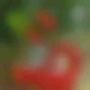 Lisateibid PLANTBRANDile | PLANTBRANDTAPE